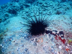 Diadema africanum