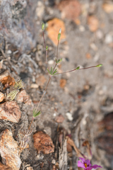 Leptosiphon septentrionalis