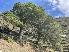 Quercus ithaburensis