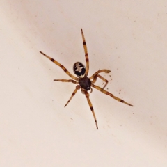 Steatoda paykulliana