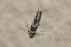 Pompostolella charipepla