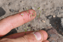 Leptosiphon septentrionalis