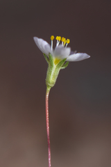 Leptosiphon septentrionalis