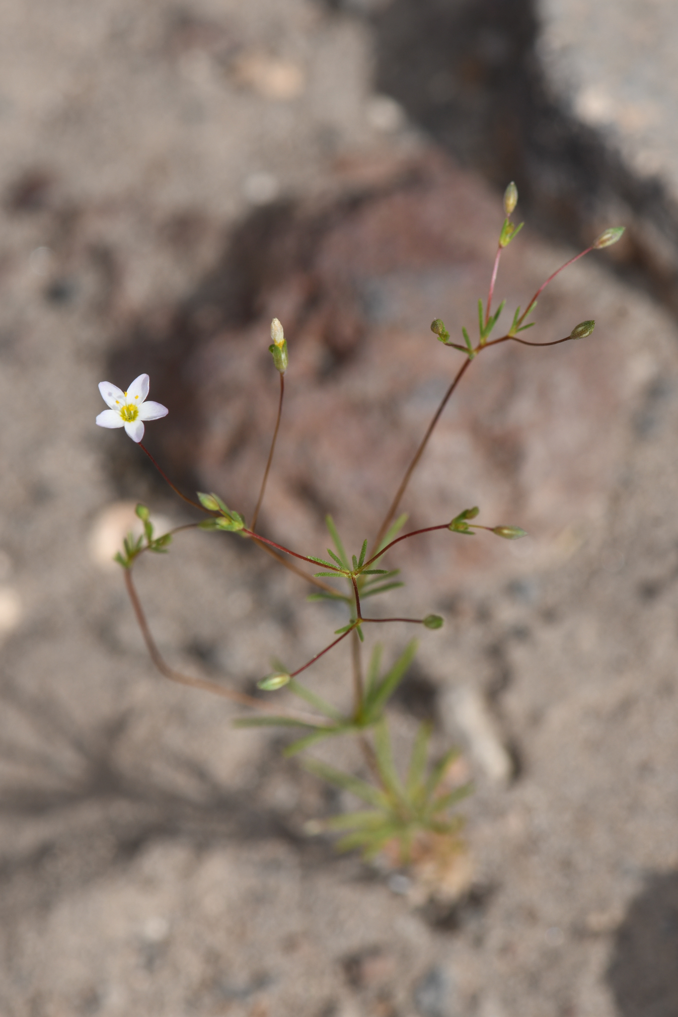 Leptosiphon septentrionalis