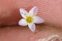 Leptosiphon septentrionalis