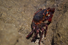 Grapsus grapsus