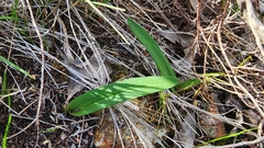 Caladenia flava