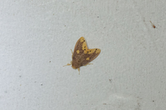 Euproctis quadrangularis