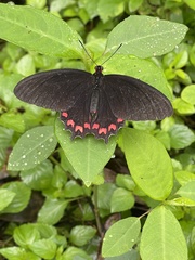 Parides photinus