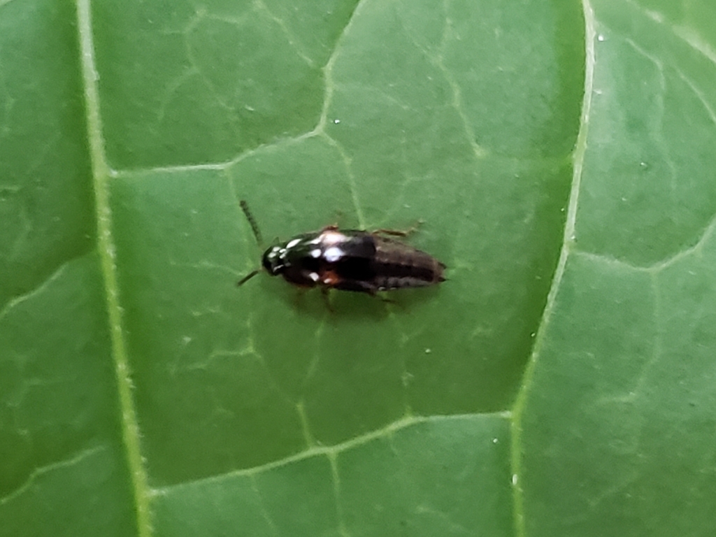 Tachinus fumipennis