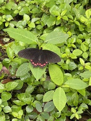Parides photinus