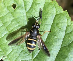 Temnostoma bombylans