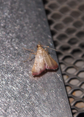 Endotricha theonalis