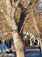 Colaptes melanochloros