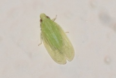 Tangia