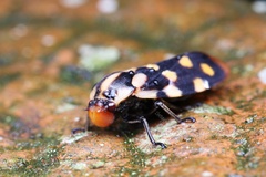Phymatostetha dorsivitta