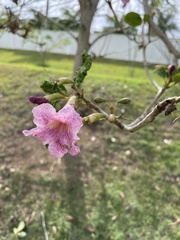 Tabebuia heterophylla