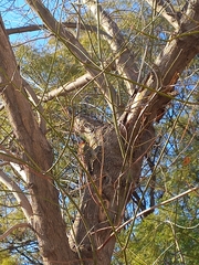 Colaptes melanochloros