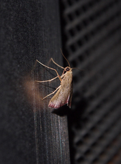 Endotricha theonalis