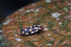 Phymatostetha dorsivitta