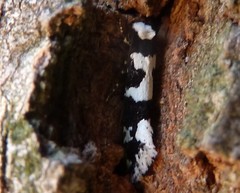 Neurothaumasia ankerella