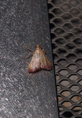 Endotricha theonalis