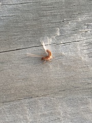 Coptotermes formosanus