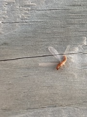 Coptotermes formosanus