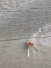 Coptotermes formosanus