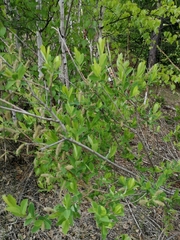 Salix kochiana