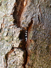 Neurothaumasia ankerella