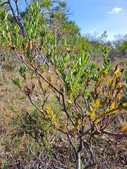 Leucadendron stelligerum