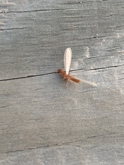 Coptotermes formosanus