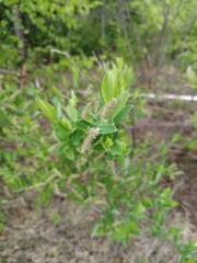 Salix kochiana