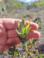 Leucadendron stelligerum
