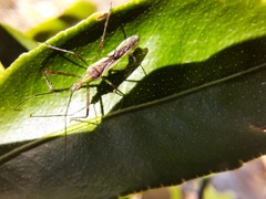 Atopozelus