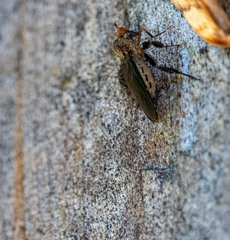 Rhamphomyia longicauda