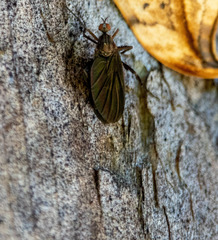Rhamphomyia longicauda