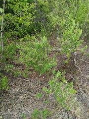 Salix kochiana
