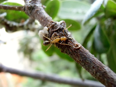 Camponotus
