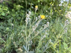 Pilosella echioides