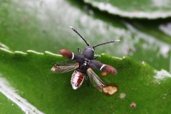 Epipedocera