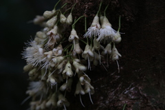 Syzygium cormiflorum