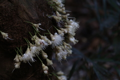 Syzygium cormiflorum