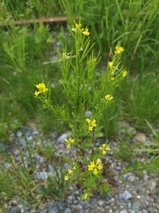 Erysimum hieraciifolium