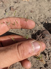 Leptosiphon septentrionalis