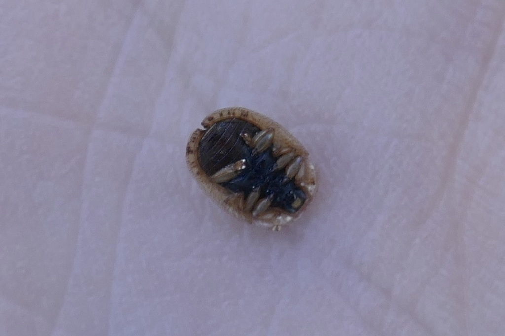Hypocassida cornea