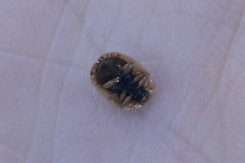 Hypocassida cornea