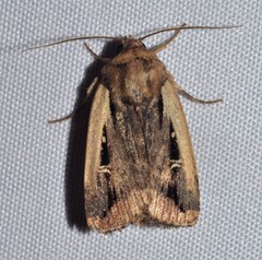 Proteuxoa tortisigna