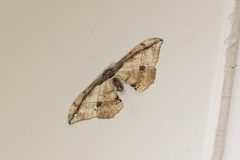 Hyposidra infixaria